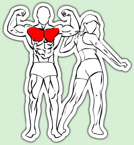 musculation pour les pectoraux