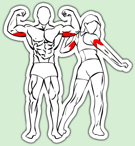 exercices pour les triceps