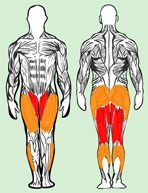 Muscles utilisés en squat ecarté