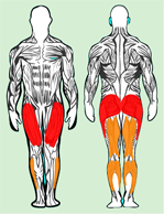 Muscles utilisés en squat serre