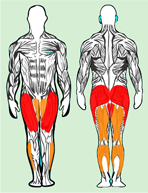 Muscles utilisés en squat classique