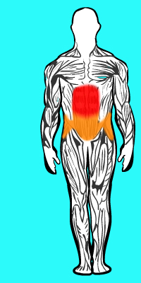 Muscle solliciter Abdominaux grand droit supérieur