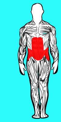 Abdominaux grand droit supérieur et inférieur