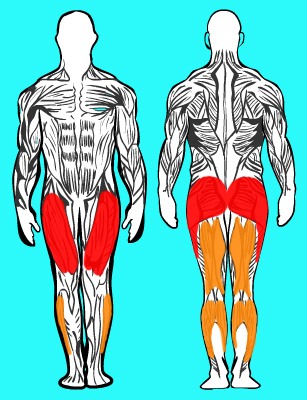 Exercice musculation GENOU + QUADRICEPS : Patrick step-up avec